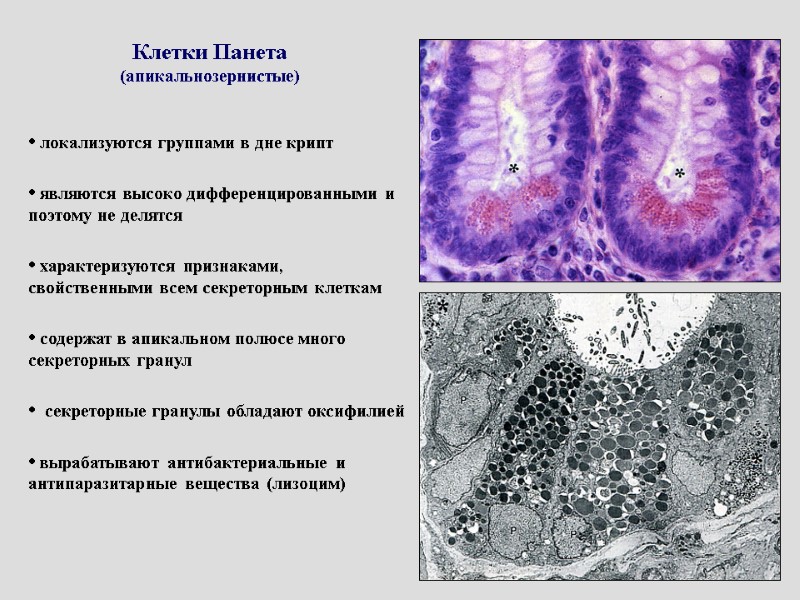 Клетки Панета (апикальнозернистые)  локализуются группами в дне крипт   являются высоко дифференцированными